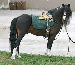 Kerry bog pony stallion