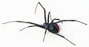 Latrodectus hasselti close.jpg