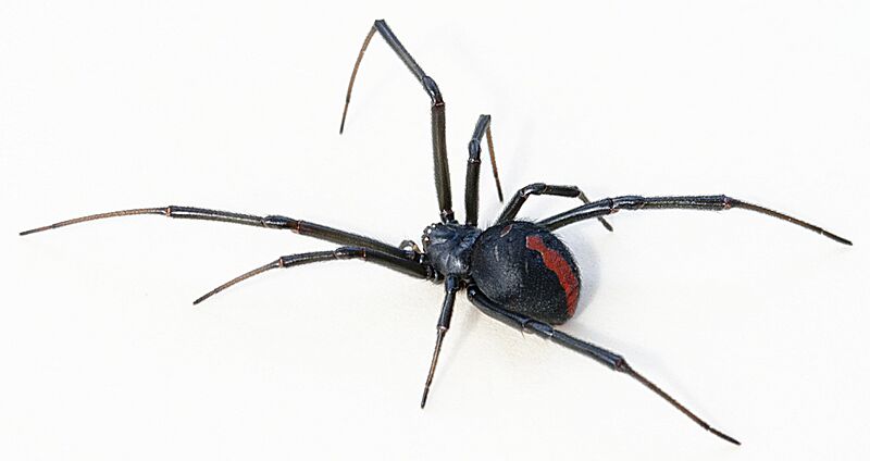 Latrodectus hasselti close