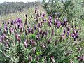 Lavandula stoechas 1