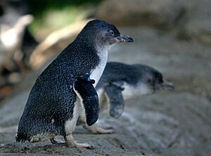 Little Penguin