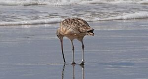 Long-billed Curlew foraging