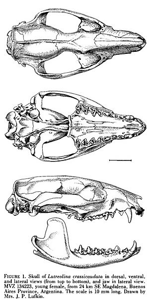 Lutreolina crassicaudata skull