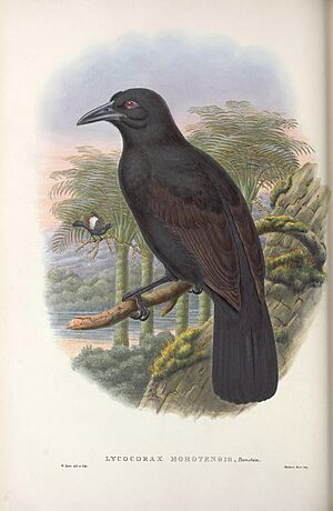 Lycocorax morotensis - Monograph of the Paradiseidae