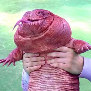 MacGyver the Lizard.jpg