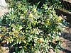 Mahonia aquifolium002.JPG