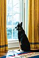 Major looking out window, 28 January 2021