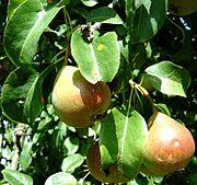 Maloideae pear Petersbirne 10 Juli 2003.jpg