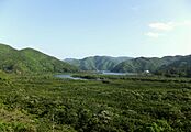 Mangrove in amami