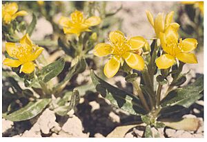 Mentzelia mollis flowering in SW Idaho 4