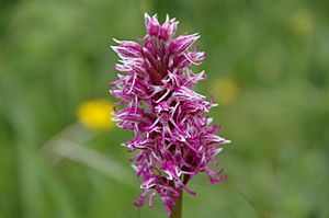 Monkey Orchid at Park Gate Down 2