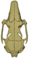 O. c. cuniculus skull (dorsal)