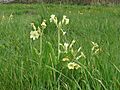 Oxlip in Pipers Meadow, Great Bardfield (geograph 3449524)