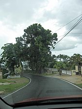 PR-617 en Morovis Sud (Sur), Morovis, Puerto Rico, caminando hacia el norte