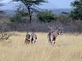 Parc national d'Awash-Ethiopie-Oryx (1)
