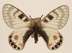 Parnassius stoliczkanus nicevilli ulster