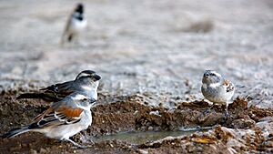 Passer melanurus -Namibia -drinking-8