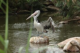 Pelican-Melbourne-Zoo-20070224-049