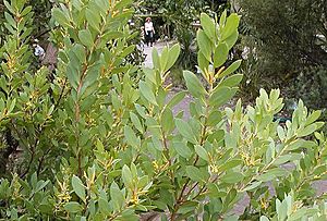 Persoonia lanceolata.jpg