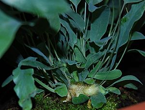 Phlebodium aureum