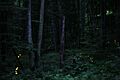 Photinus Carolinus Fireflies