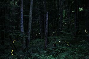 Photinus Carolinus Fireflies