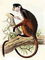 Piliocolobus pennantii