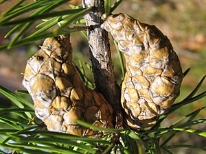 Pinus banksiana closed cones