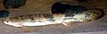 Polypterus endlicheri endlicheri