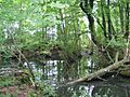Pond, Northaw Great Wood - geograph.org.uk - 448401