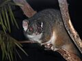 Possum Ring-tailed444