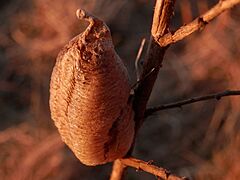 Praying Mantis (Mantis religiosa religiosa) Ootheca 02