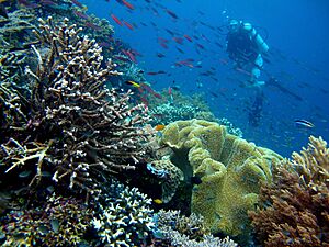 Pulau Piaynemo, Raja Ampat