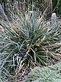 Puya spathacea (Griseb.) Mez cultivated at Royal Botanic Gardens, Kew