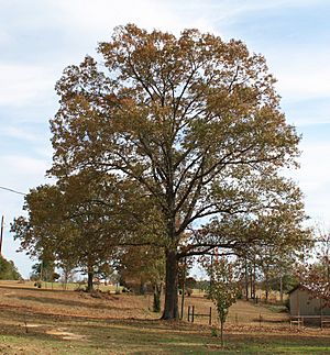 Quercus falcata in Marengo Alabama USA