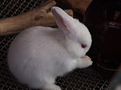 Rabbit - Polish breed - White with Red Eyes - from Japan