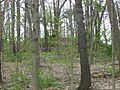 Raleigh Mound at Fredericktown