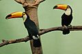 Ramphastos toco in the Bronx Zoo