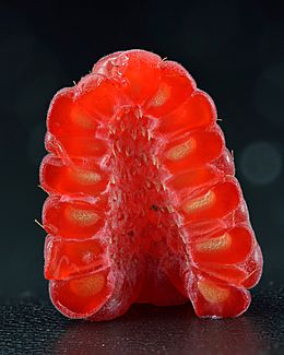 Raspberry - halved (Rubus idaeus)
