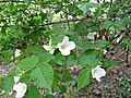 Rhodotypos scandens4