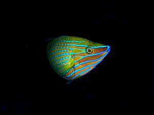 Richmond's wrasse (Halichoeres richmondi).jpg