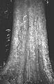 Ricinodendron heudelotii trunk