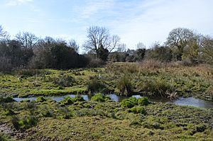 River Purwell in Purwell Meadows 5