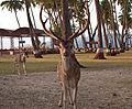 Ross Island, Andamans, Chital deer