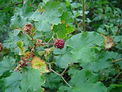 Rubus deliciosus fruit