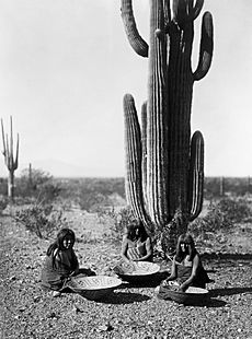 Saguaro gatherers2