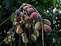 Sapindus oahuensis (6698129351)