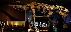 Scotty Tyrannosaurus