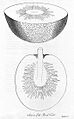 Sections of the Bread fruit - Project Gutenberg eText 15411