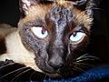 Siamese Cat Cross-Eyed